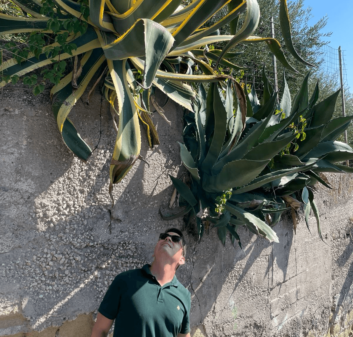 Vereinsmitglied Martin steht vor einer Betonwand, nach oben schauend in Richtung riesiger Agaven welche die Wand runter wachsen