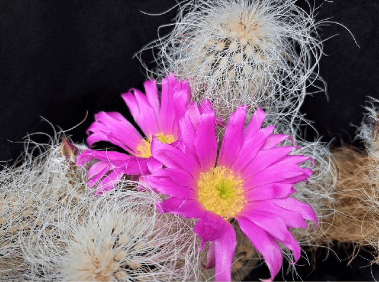 Nahaufnahme von zwei pinkfarbigen Blüten des Kaktus Echinocereus delaetii