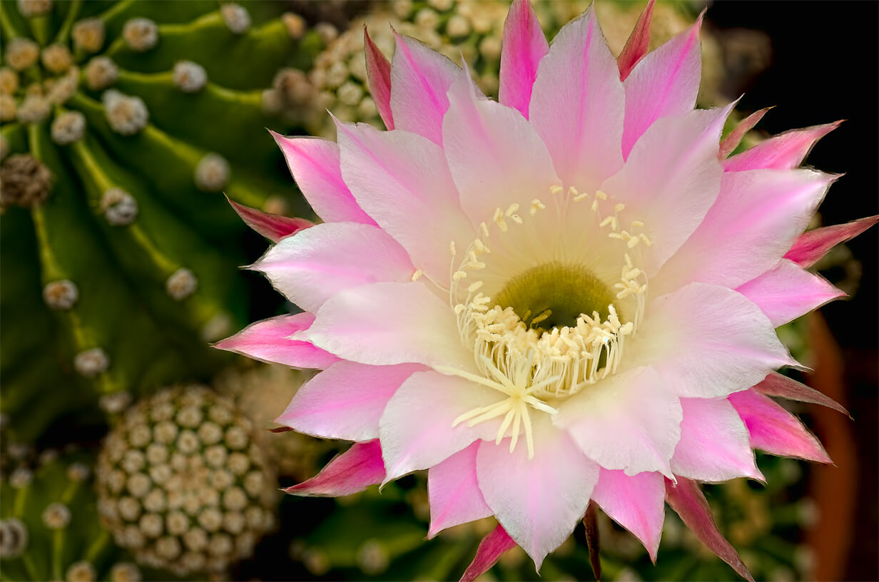 Nahaufnahme einer pinken Blüte des Kaktus Echinopsis
